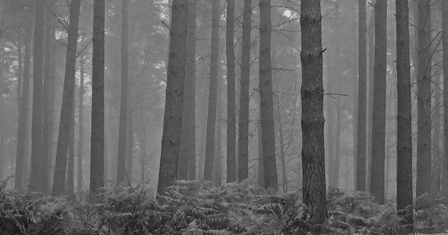 Dalhullich Forest, Perthshire