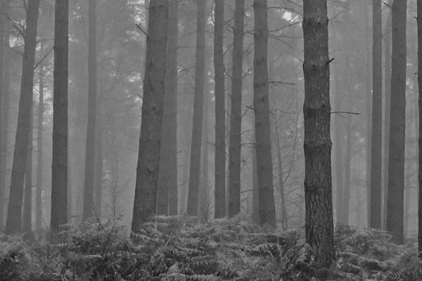 Dalhullich Forest, Perthshire